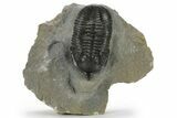Morocconites Trilobite Fossil - Ofaten, Morocco #227779-2